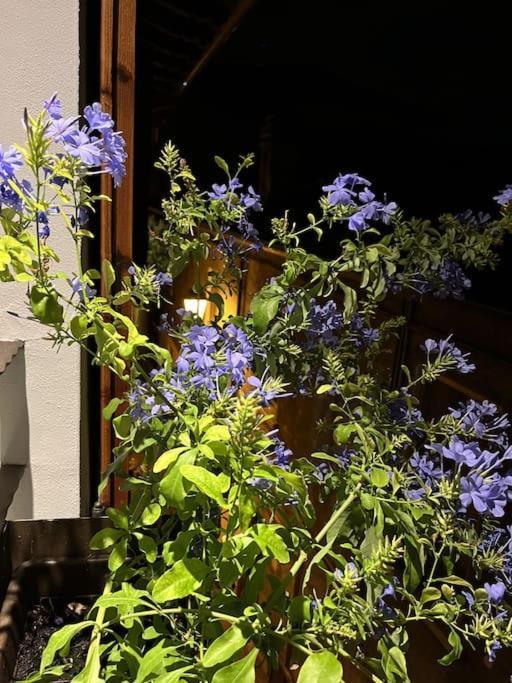 La Piccola Casa Al Lago - Intera Casa Con 3 Camere E 2 Box Salò Esterno foto